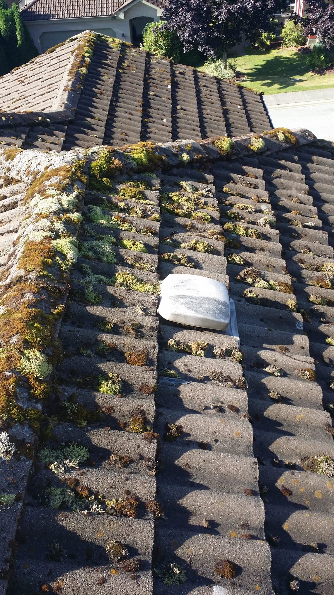 Moss Removal